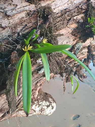Image of Maxillaria crassifolia by (c) keesgroenendijk, some rights reserved (CC BY)
