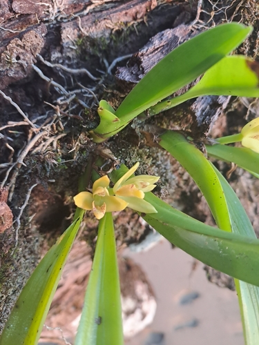 Image of Maxillaria crassifolia by (c) keesgroenendijk, some rights reserved (CC BY)