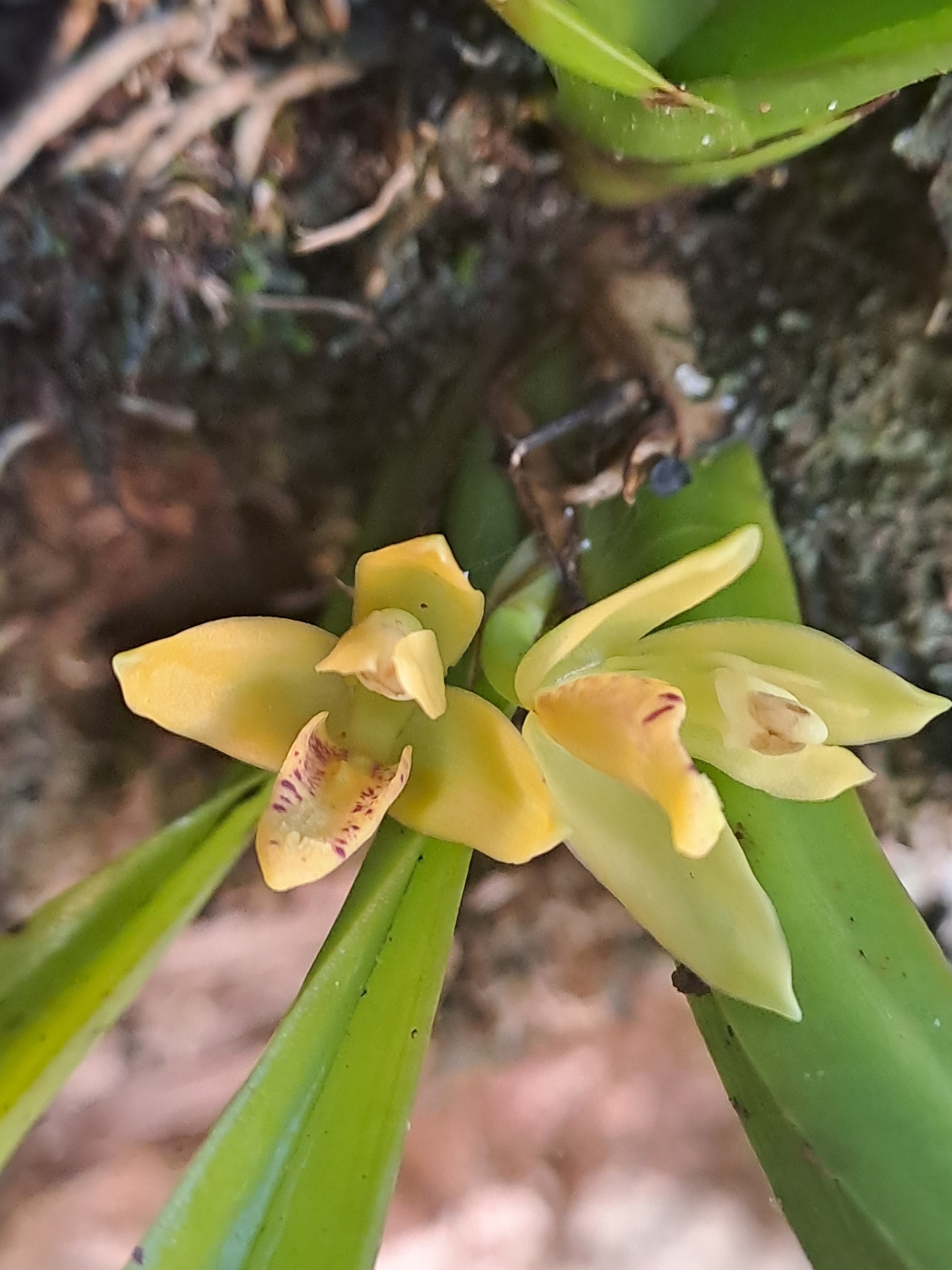 Maxillaria crassifolia