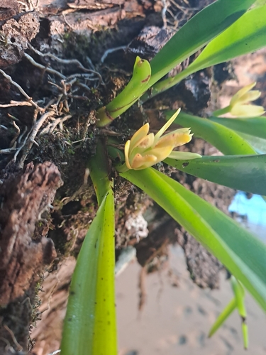 Image of Maxillaria crassifolia by (c) keesgroenendijk, some rights reserved (CC BY)