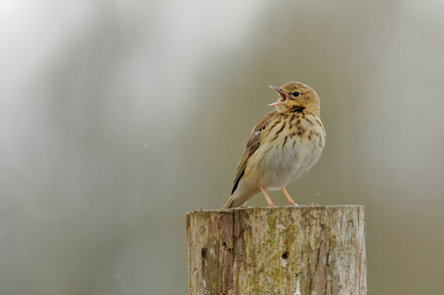 Tree Pipit, photo 6 of 10