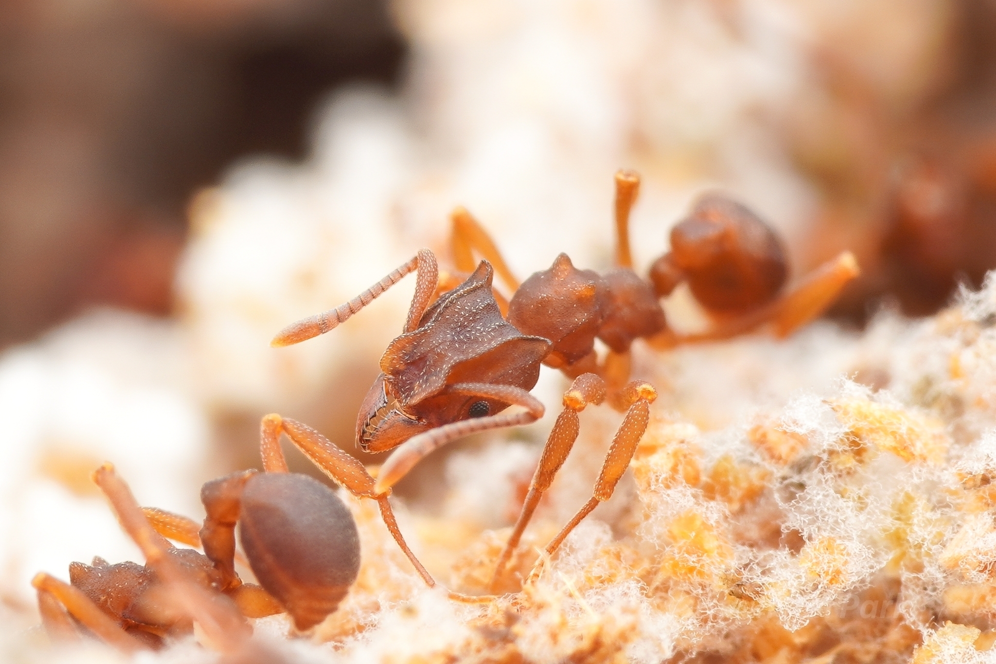 Mycetophylax faunulus