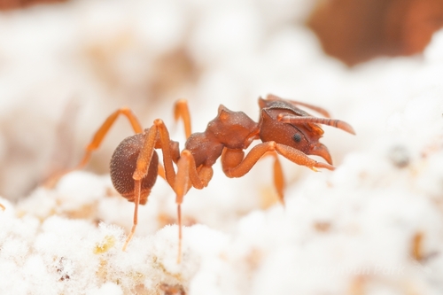 Mycetophylax faunulusMycetophylax faunulus