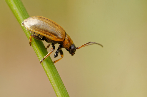 Heather Beetle, photo 3 of 9
