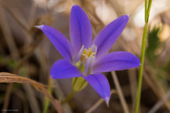Brodiaea terrestris terrestris