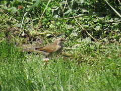 Cinclodes comechingonus