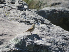 Cinclodes comechingonus