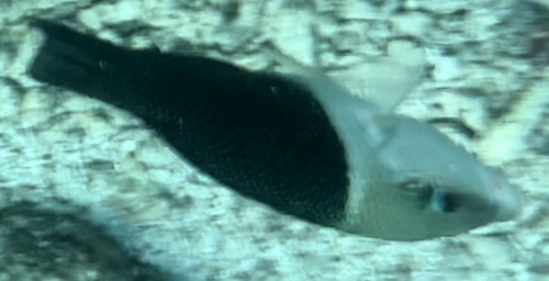 Blackeye Thicklip (Hemigymnus melapterus)