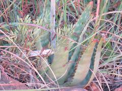 Aloe transvaalensis