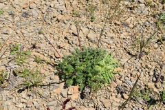 Acaena pinnatifida californica