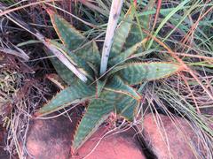 Aloe transvaalensis