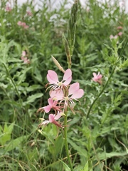 Oenothera hispida