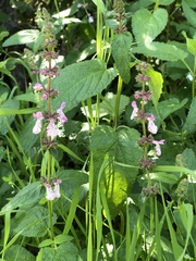 Stachys ajugoides