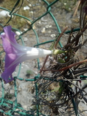 Ipomoea purpurea