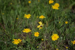 Tetraneuris linearifolia