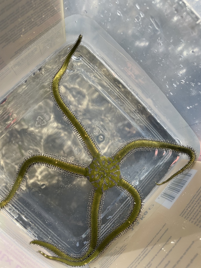 Photo of Giant Green Brittle Star (Ophiarachna incrassata)