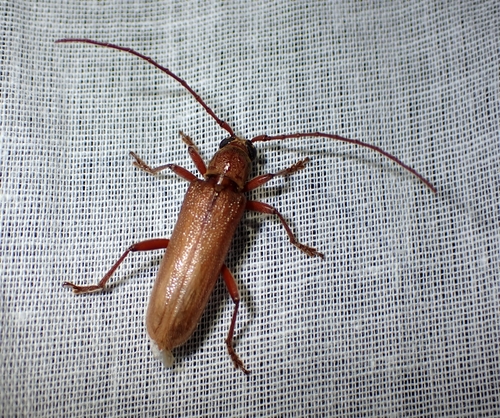Strongylurus unidens
