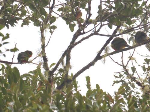 Neopsittacus pullicauda observed 2023-09-01