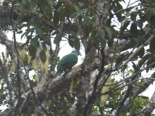 Ducula chalconota observed 2023-09-01