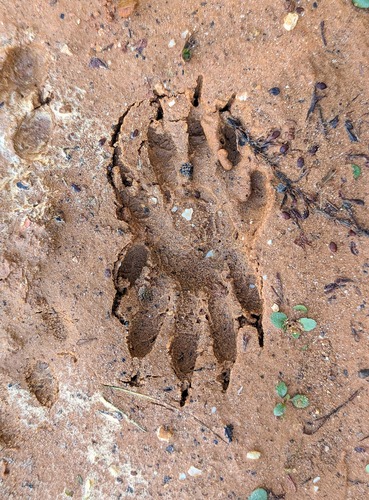 Common Raccoon photographed in Alabama