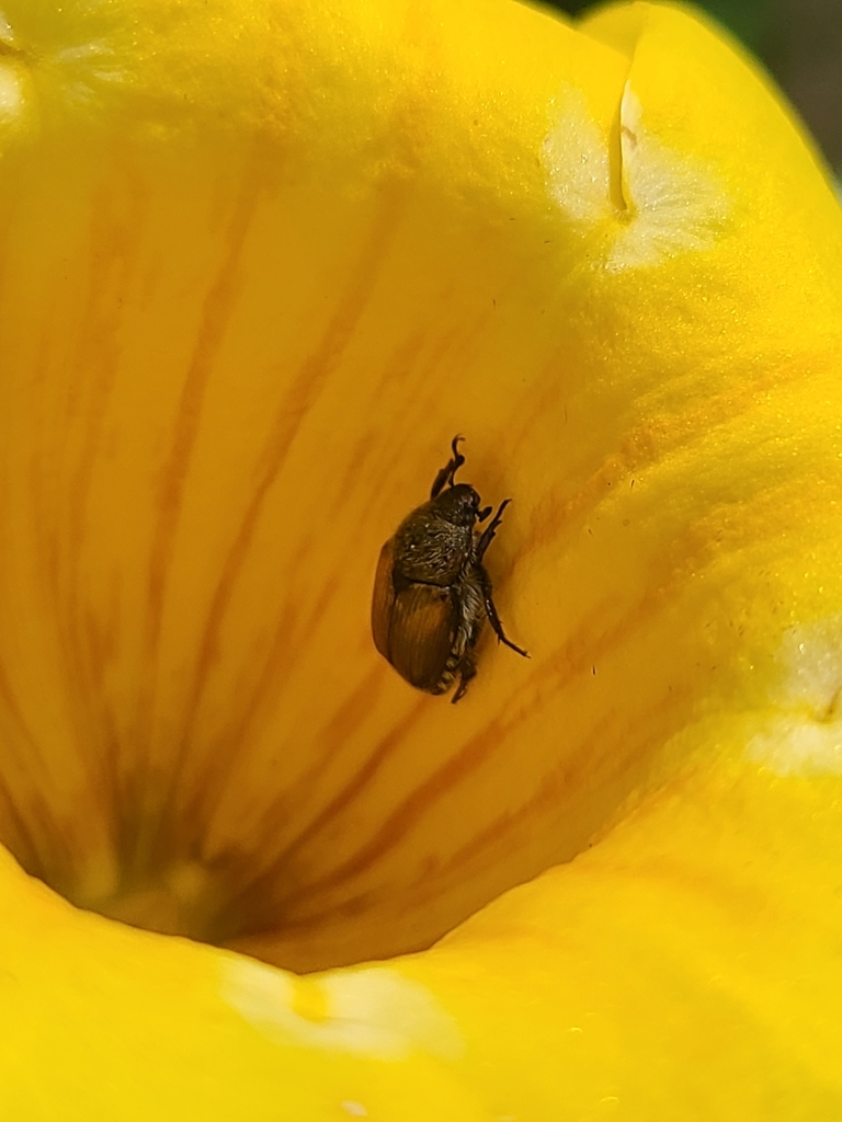 Pale and Green Leaf Chafers