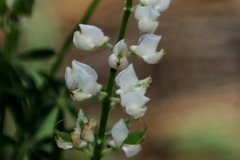 Lupinus arbustus