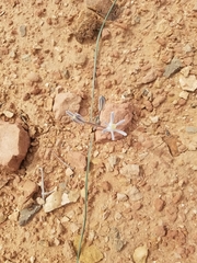 Androstephium breviflorum