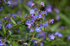 Hackelia velutina