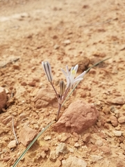 Androstephium breviflorum