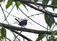 Polioptila schistaceigula