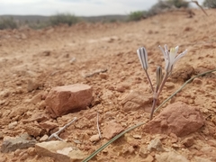 Androstephium breviflorum