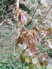 Acer laetum