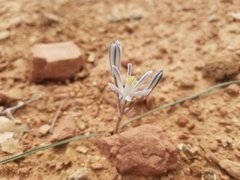 Androstephium breviflorum