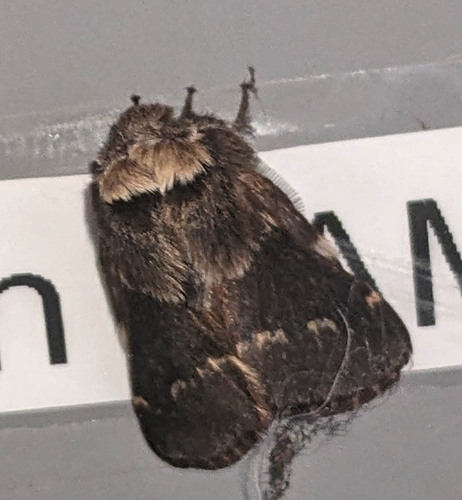 Poecilocampa populi populi