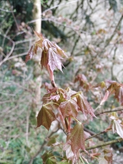 Acer laetum