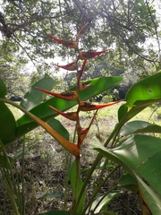 Heliconia latispatha