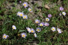 Erigeron algidus