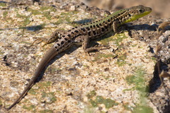 Podarcis tauricus