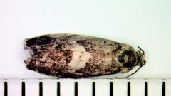 Pammene perstructana