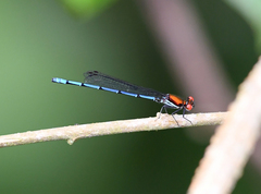 Argia limitata