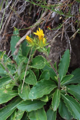 Image of Berkheya armata by (c) Tony Rebelo, some rights reserved (CC BY-SA)