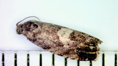Pammene perstructana