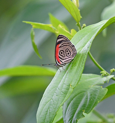 Diaethria clymena