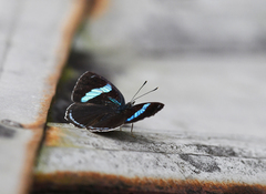 Diaethria clymena
