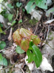 Acer laetum