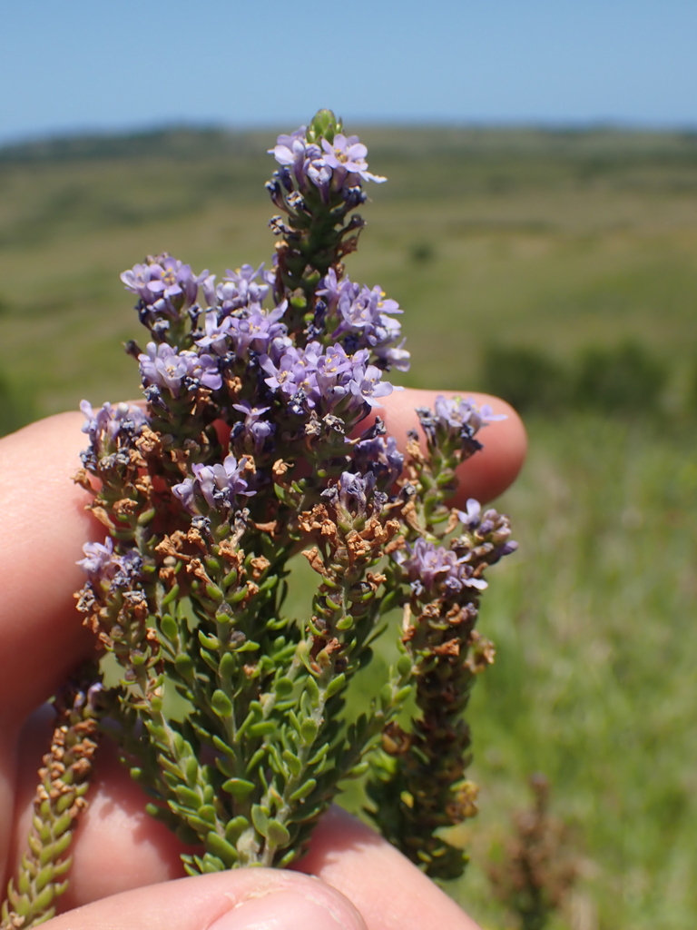 Selago Selago rotundifolia from Royalston Coastal Wildlife Estate, Gqeberha ...