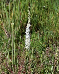 Platanthera dilatata leucostachys