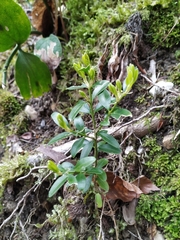 Buxus colchica