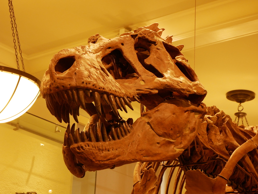 Dinosaurs