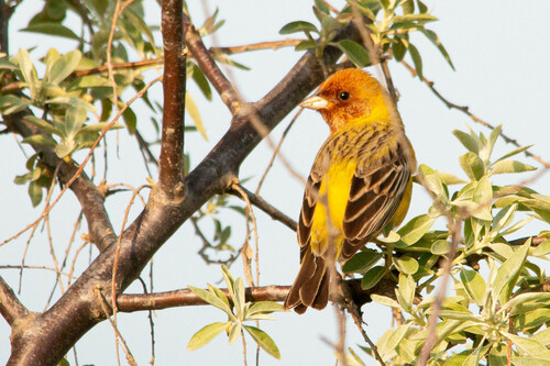 Red-headed Bunting (Emberiza bruniceps), photo 9